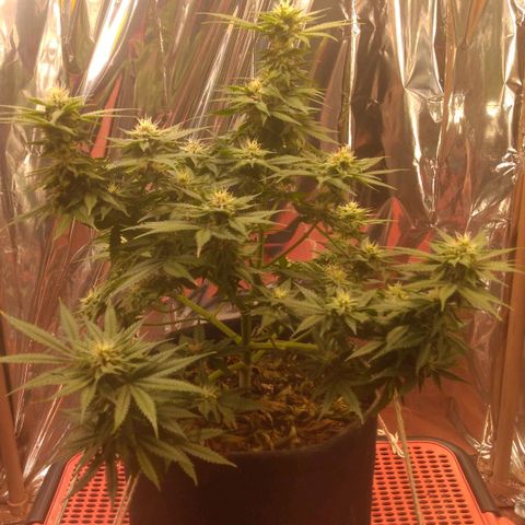 Sofie growlog photo: Início da 6° semana de flora
