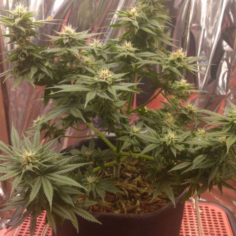 Sofie growlog photo: Início da 6° semana de flora