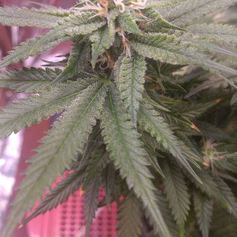 Sofie growlog timeline photo