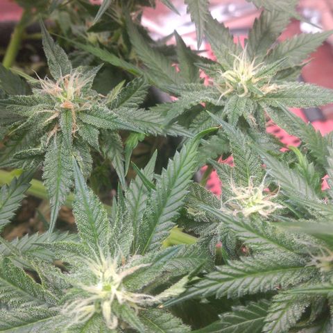 Sofie growlog photo: Início da 6° semana de flora