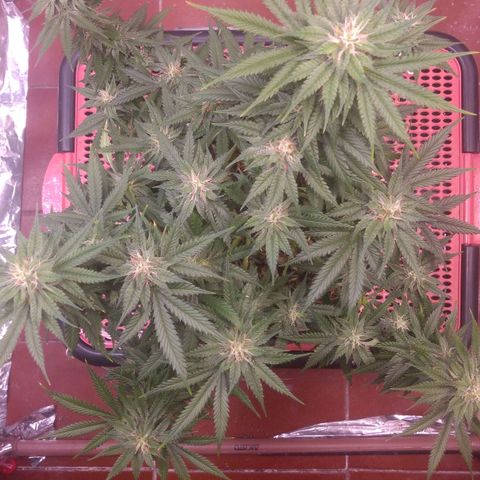 Sofie growlog photo: Início da 6° semana de flora