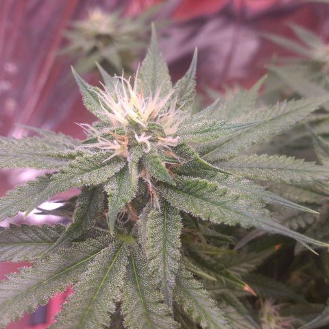Sofie growlog timeline photo