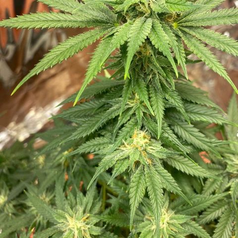 Sofie growlog timeline photo
