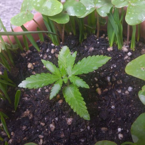 Rita Lee  growlog timeline photo