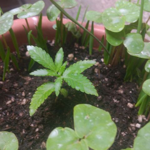 Rita Lee  growlog timeline photo