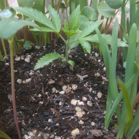 Rita Lee  growlog timeline photo