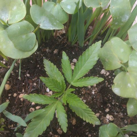 Rita Lee  growlog timeline photo