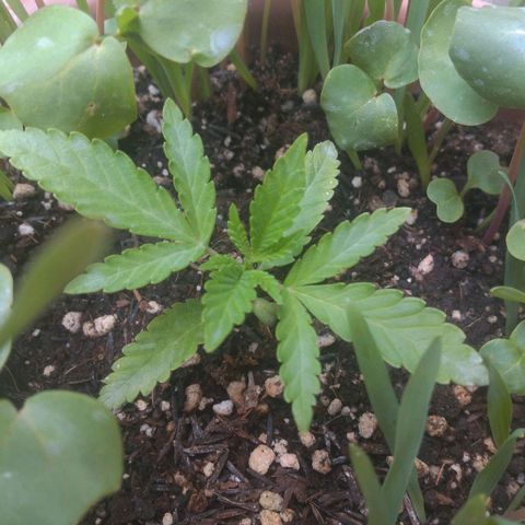 Rita Lee  growlog timeline photo