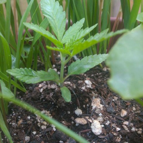 Cássia Eller  growlog timeline photo