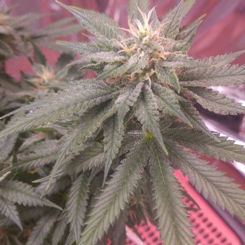 Sofie growlog photo: Início da 7° semana de flora