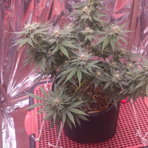 Sofie growlog photo: Início da 7° semana de flora