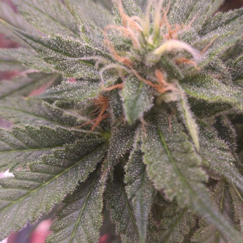 Sofie growlog photo: Início da 7° semana de flora