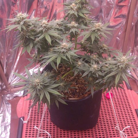 Sofie growlog photo: Início da 7° semana de flora
