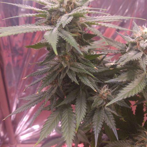Sofie growlog photo: Início da 7° semana de flora