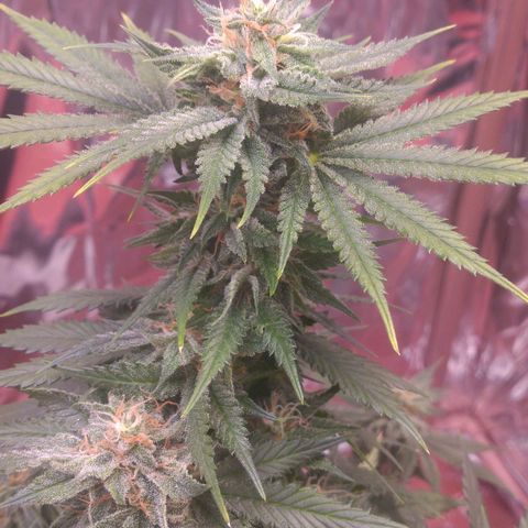 Sofie growlog photo: Início da 7° semana de flora