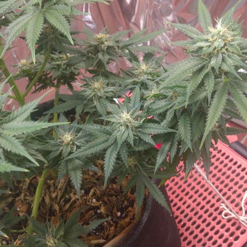 Sofie growlog photo: Início da 7° semana de flora