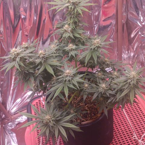 Sofie growlog photo: Início da 7° semana de flora