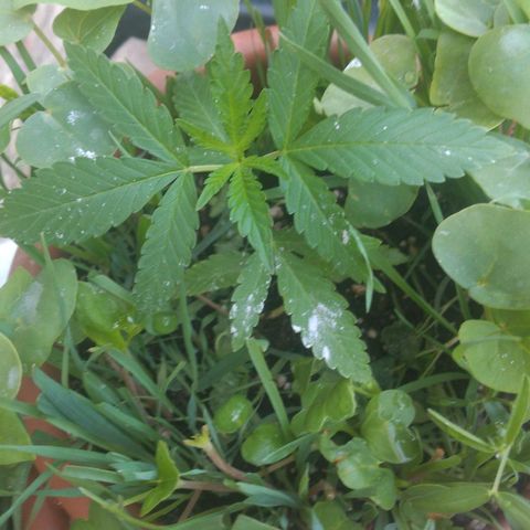 Rita Lee  growlog timeline photo