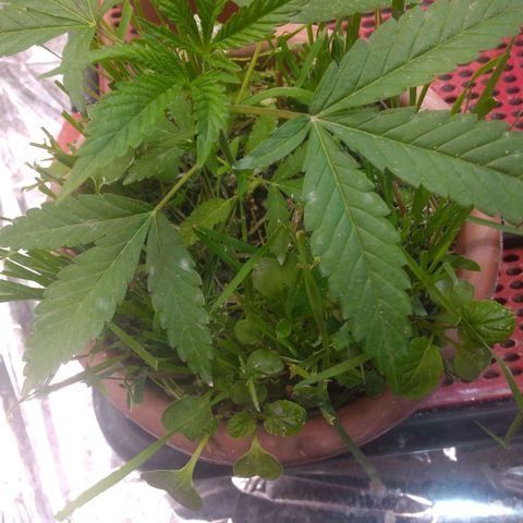 Rita Lee  growlog photo: Poda top