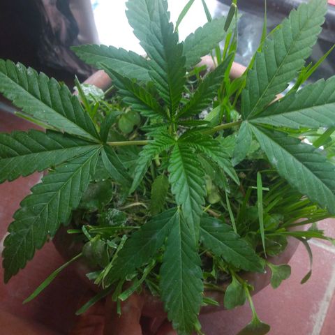 Rita Lee  growlog timeline photo