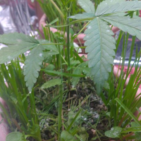 Rita Lee  growlog photo: Poda top