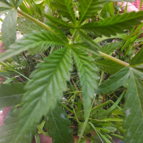 Rita Lee  growlog photo: Poda top