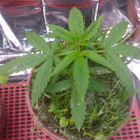 Cássia Eller  growlog photo: Poda top