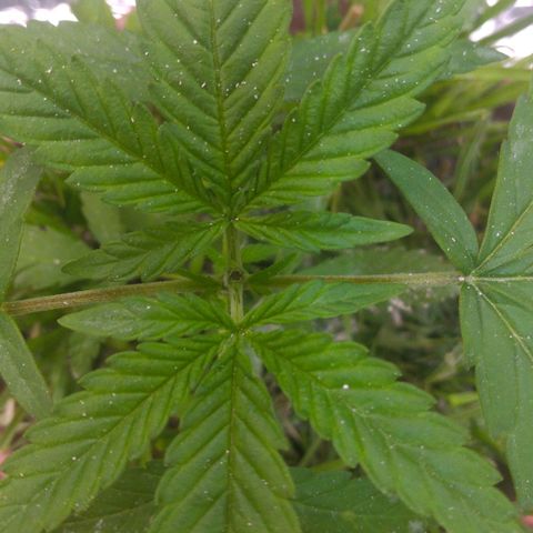 Cássia Eller  growlog photo: Poda top