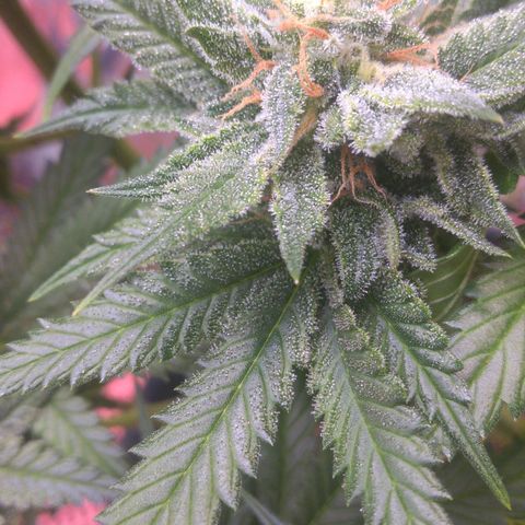 Sofie growlog timeline photo