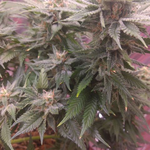Sofie growlog timeline photo