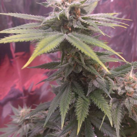 Sofie growlog timeline photo