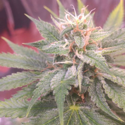 Sofie growlog timeline photo