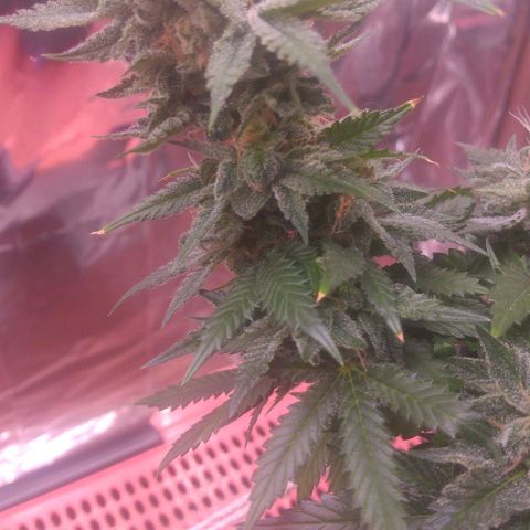 Sofie growlog timeline photo