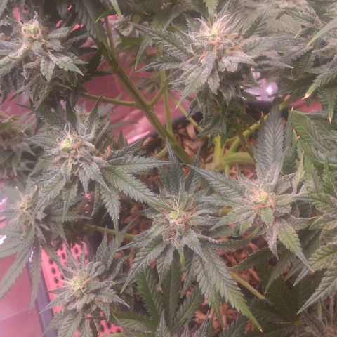 Sofie growlog photo: Início da 8° semana de flora.
Pela análise de tricomas e pistilos essa semana é a última