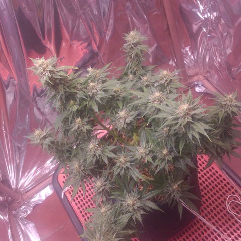 Sofie growlog photo: Início da 8° semana de flora.
Pela análise de tricomas e pistilos essa semana é a última