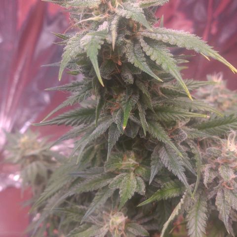 Sofie growlog photo: Início da 8° semana de flora.
Pela análise de tricomas e pistilos essa semana é a última