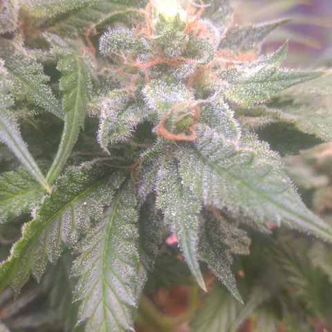 Sofie growlog photo: Início da 8° semana de flora.
Pela análise de tricomas e pistilos essa semana é a última
