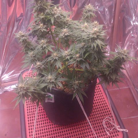 Sofie growlog photo: Início da 8° semana de flora.
Pela análise de tricomas e pistilos essa semana é a última