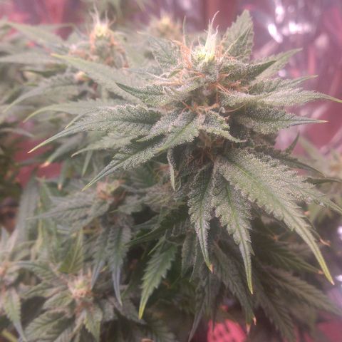 Sofie growlog photo: Início da 8° semana de flora.
Pela análise de tricomas e pistilos essa semana é a última