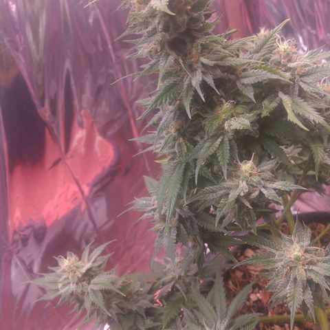 Sofie growlog photo: Início da 8° semana de flora.
Pela análise de tricomas e pistilos essa semana é a última