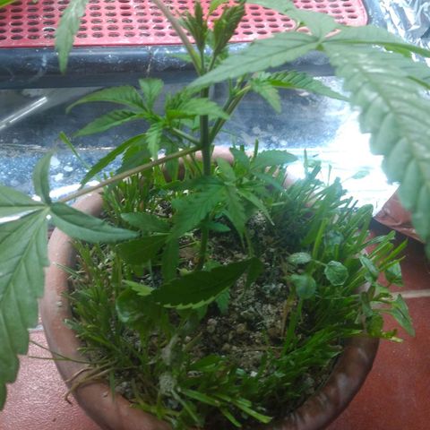 Rita Lee  growlog timeline photo