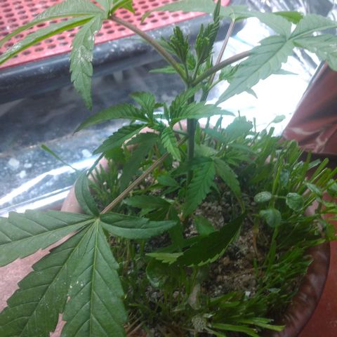 Rita Lee  growlog timeline photo