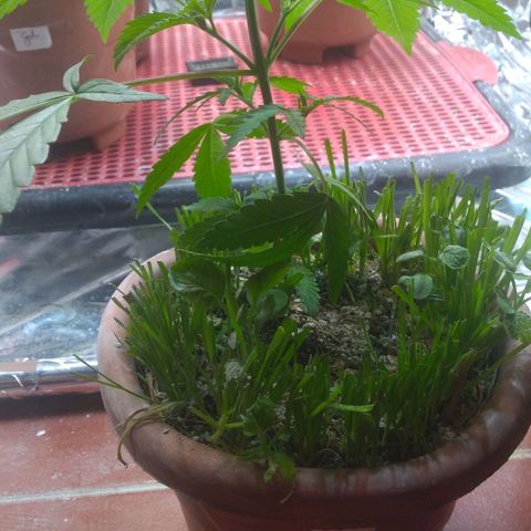 Rita Lee  growlog timeline photo