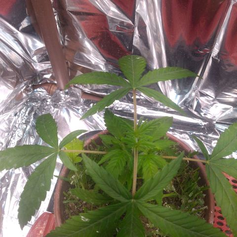 Cássia Eller  growlog timeline photo
