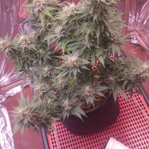 Sofie growlog timeline photo