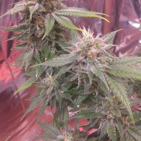 Sofie growlog timeline photo