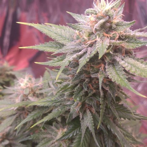 Sofie growlog timeline photo