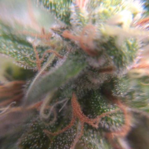 Sofie growlog timeline photo