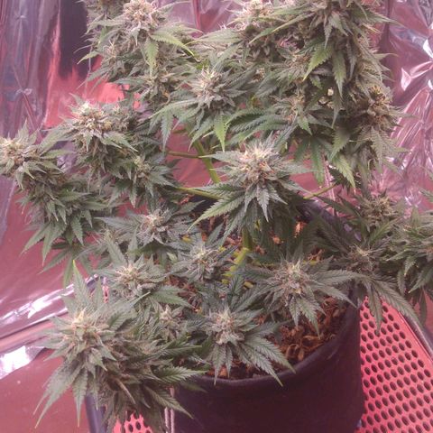 Sofie growlog timeline photo