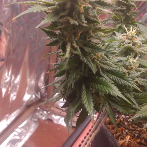 Sofie growlog timeline photo